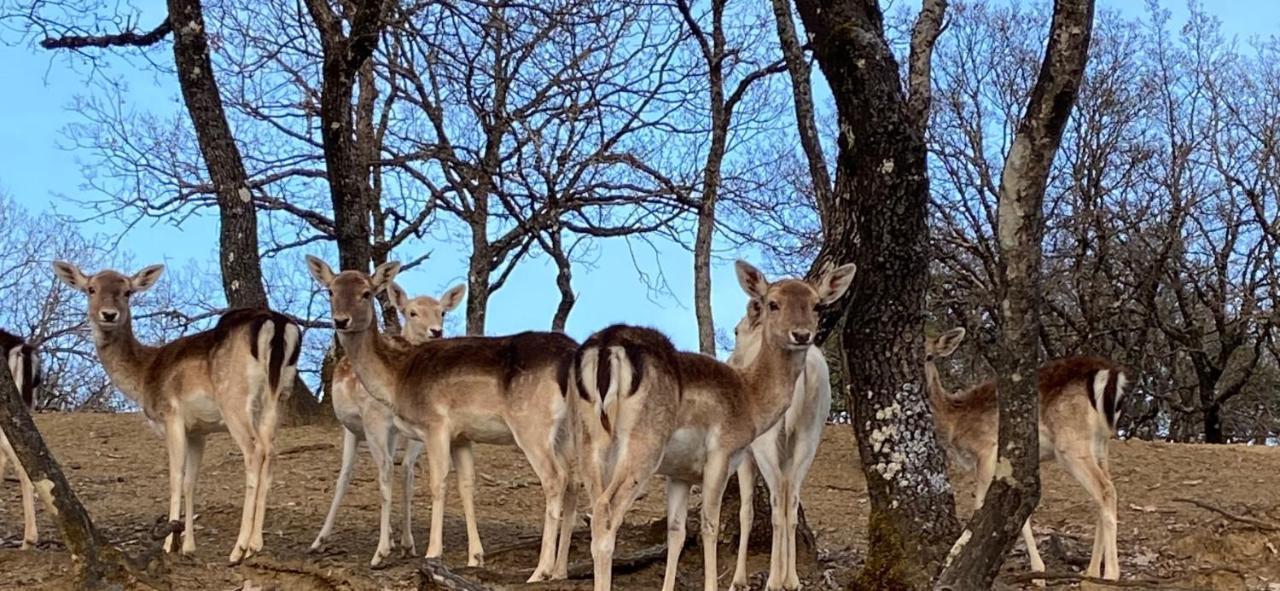 Bourazani Wild Life Resort Коница Екстериор снимка