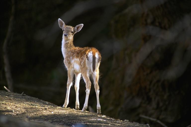 Bourazani Wild Life Resort Коница Екстериор снимка